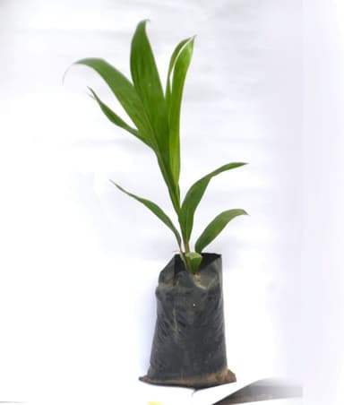 Palm Seedlings